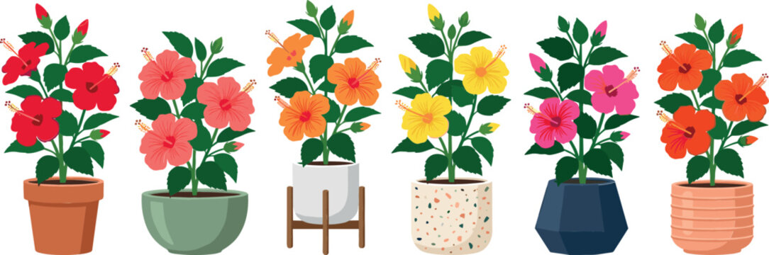 Potted hibiscus houseplant vector illustration set featuring blooming red, pink, orange, yellow, and violet flowers in diverse modern ceramic garden pots.