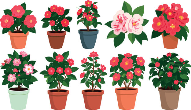 Potted camellia and azalea houseplant vector illustration collection featuring beautiful blooming red and pink flowers with glossy green foliage leaves.