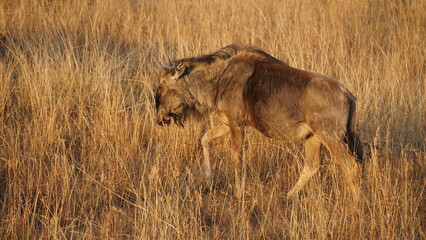 wildebeest walking in the savannah grass in golden hour © Matthew