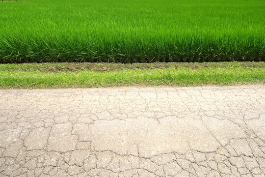 首都圏近郊の古いひび割れた農道と稲穂の出始めた梅雨の晴れ間の田んぼ風景