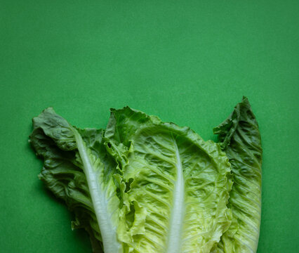 Romaine lettuce leaves on green background with copy space