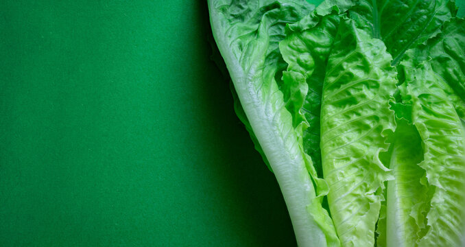 Fresh green romaine lettuce leaves on green background