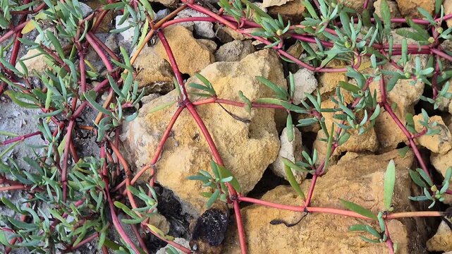 Pan shot of sea purslane creeping succulent plant with red stems on coastal limestone rocks