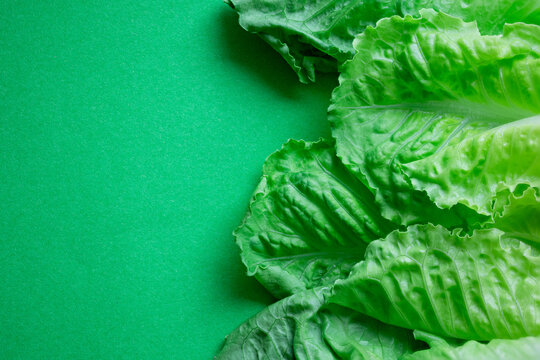 Fresh green lettuce leaves on vibrant background