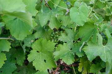 Unripe green grapes growing on a vine branch hidden in lush leaves. Vineyard close up. © Serghei