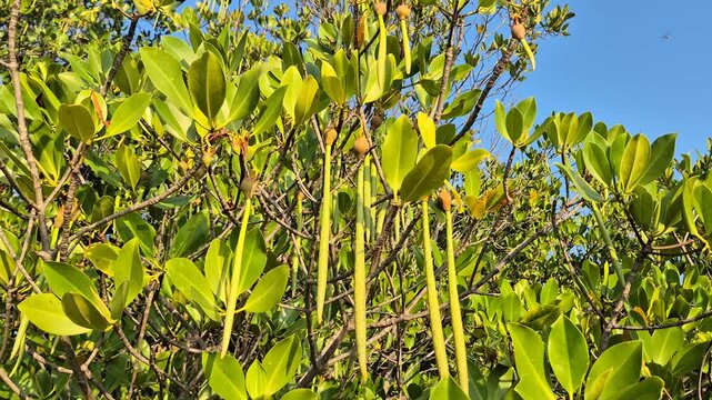Lush tropical mangrove canopy with abundant long green propagules hanging under clear blue sky