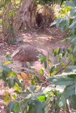 Komodo dragons a ruthless duel starts 