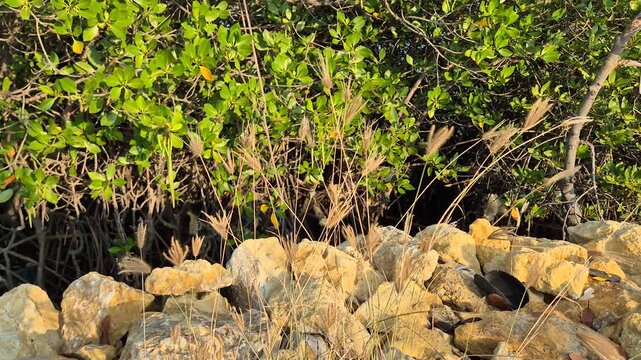 ​Golden dry wild grass on limestone rock embankment with lush green mangrove forest background