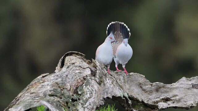 Two Crested Pigeons performing an active courtship display, with one bird bobbing up and down while the other circles quickly and pauses to peck its partner before continuing the behaviour.