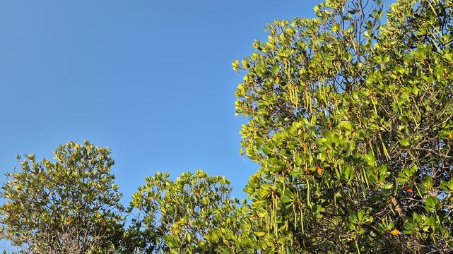 Lush tropical mangrove canopy with abundant long green propagules hanging under clear blue sky