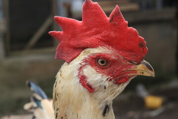 Close-up image of a proud white rooster, highlighting its vibrant red comb, clean white plumage, and detailed facial features under soft lighting. © Opran