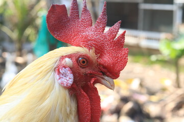 Headshot of a white rooster with immaculate feathers, a tall crimson comb, clear eyes, and fine facial textures captured in sharp focus. © Opran