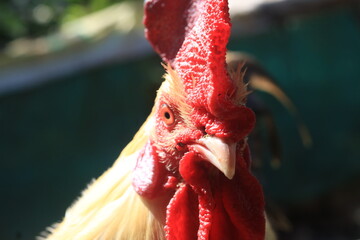 Detailed close-up of a white rooster featuring bright plumage, a bold red comb, vivid eyes, and a highly textured face with realistic clarity. © Opran