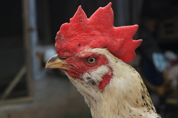 Close-up portrait of a white rooster with spotless feathers, a large upright red comb, sharp eyes, and crisp facial details in natural daylight © Opran