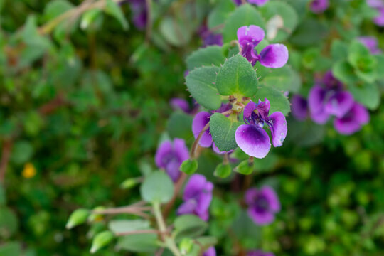 Purple bladderwort flowers bloom at Kaas Plateau, Satara, Maharashtra, a UNESCO World Heritage biodiversity hotspot known for seasonal wildflowers, lush greenery and rare native flora during monsoons.