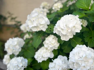 Fototapete Hortensie Albedo Series - Bright close up of beautiful white hydrangea flowers with soft bokeh  © Anode.