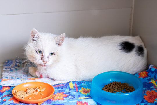 White adult cat with black patch resting on colorful blanket beside food bowls inside indoor enclosure, facing camera with calm eyes and soft fur, domestic pet portrait