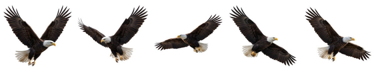 Obraz premium Flying Bald Eagles with Spread Wings Isolated on White Background Stock Photo - Professional Wildlife and Nature Concept Photography