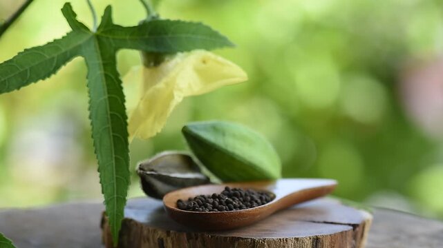 Abelmosk or Abelmoschus moschatus, fresh and dried pods,seeds and flower on natural background.