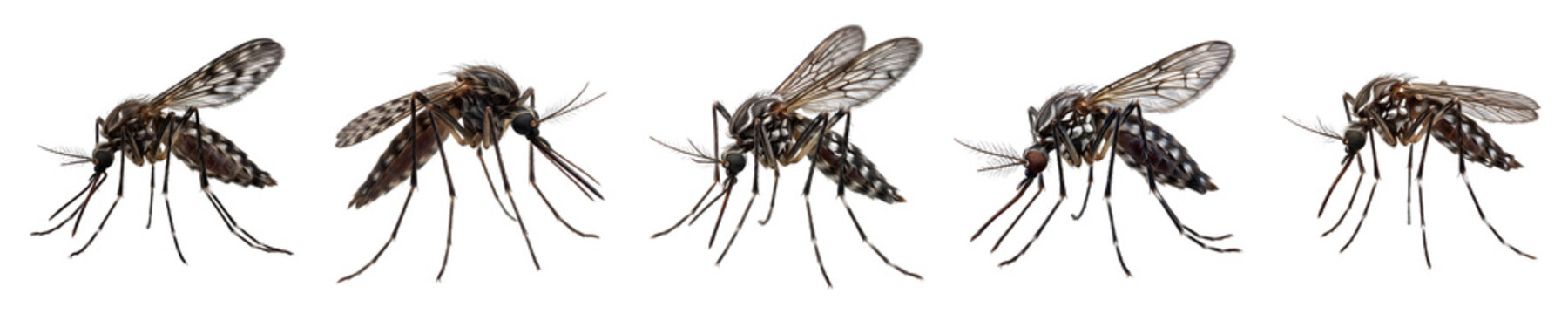 Set of Five Detailed Mosquito Insects Isolated on White Background for Entomology Studies, Health Awareness Graphics, Pest Control Advertising, and Scientific Illustration