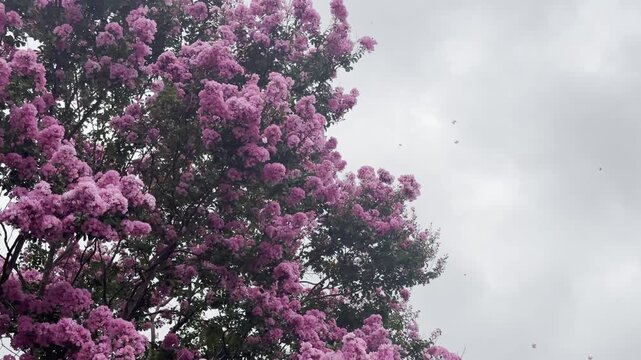 Pink crepe Myrtle blows in the wind with blossoms falling through the air