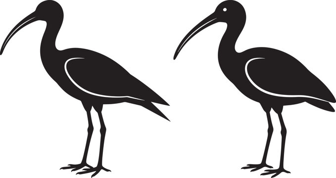 Pair of ibis bird silhouettes in black vector style on white background with silhouette wildlife illustration isolated creature
