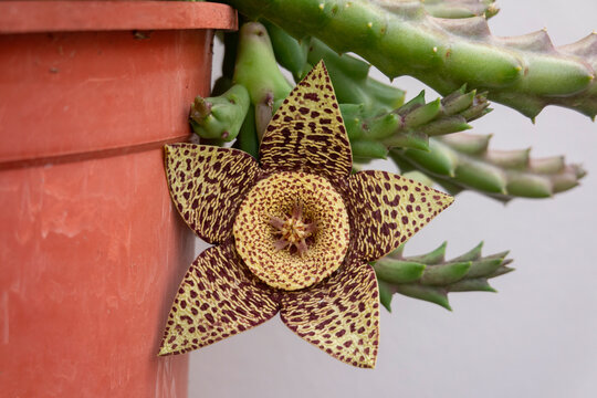 Close-up of a Stapelia succulent plant featuring a large, star-shaped flower with five pointed petals, featuring a yellow-green base covered with dark maroon speckles and a textured central disk.