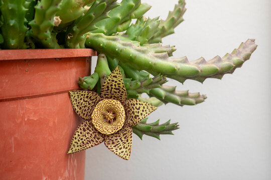 Close-up of a Stapelia succulent plant featuring a large, star-shaped flower with five pointed petals, featuring a yellow-green base covered with dark maroon speckles and a textured central disk.