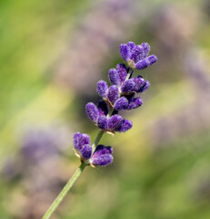 Obraz premium Close up of a purple lavender flower spike (Lavandula)