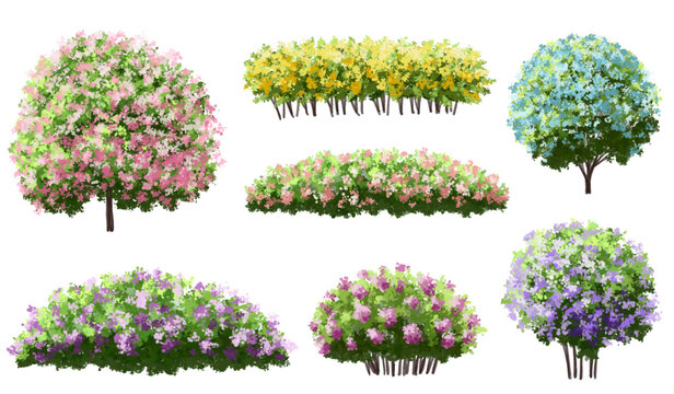 Vector of flower grass or blooming shrub site view isolated on white background ,watercolor tree elevation for landscape concept,environment panorama scene,eco design,meadow for spring