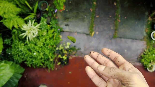 Hand dropping fresh green moss ball in a lush backyard garden environment