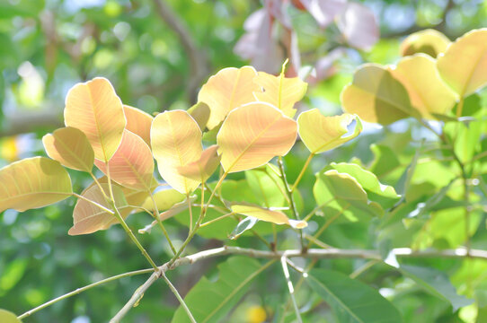 ficus geniculata kurz or Ficus infectoria Roxb or ficus lacor buch, moraceae