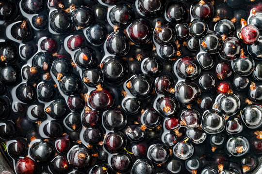 Closeup of ripe organic blackcurrants submerged in clean water. Ripe dark summer berries texture pattern for healthy food concept, juice recipe, jam production, or organic harvesting