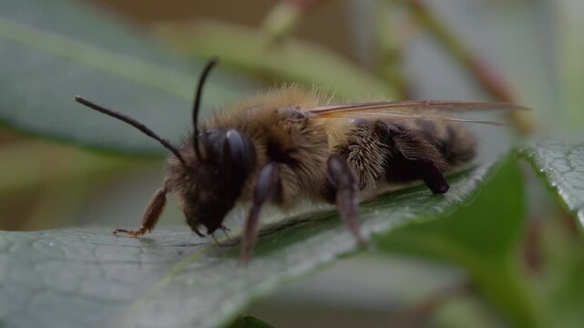 Close-up of a bee on a green leaf