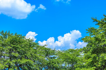 Fototapeta premium 青空と湧き上がる夏の入道雲と緑の木々