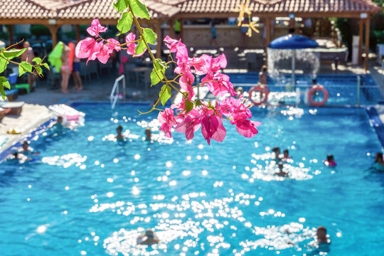 Tropical resort swimming pool sparkling in summer sunlight framed by vibrant pink blossoms