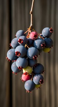 Ripe Blue Serviceberry Cluster Hanging on Thin Branch Against Blurred Wooden Background