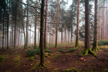 Fototapeta premium sous bois dans le brouillard aux couleurs automnales