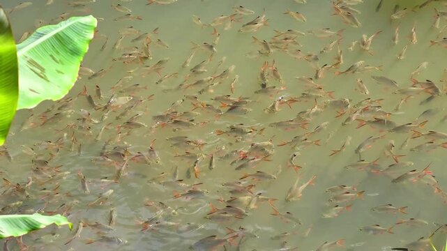 Large School of Freshwater Fish Swimming in a Natural Tropical Canal in 4K