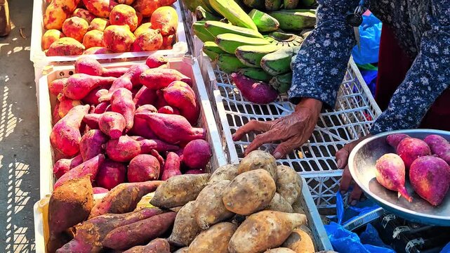 A variety of fresh sweet potatoes and colorful bananas at a local open-air market, with vendors preparing to buy. Shopping for traditional foods. 4K