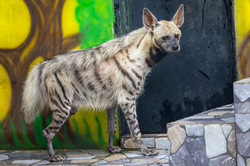 Naklejka premium The striped hyena (Hyaena hyaena) is a medium-sized carnivore native to the Middle East, North Africa, and parts of the Indian subcontinent. It has a distinctive appearance, with a grizzled gray coat 