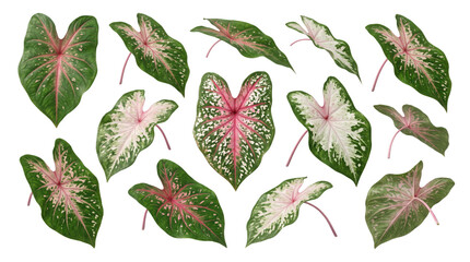 Naklejka premium Caladium bicolor leaves collection, set of 12 tropical pink and green foliage elements, exotic heart-shaped plant leaves isolated on white background