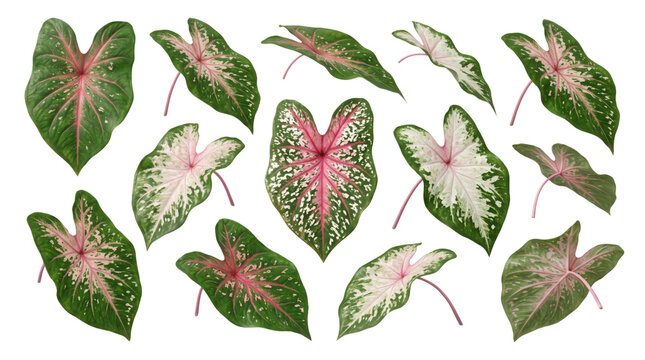 Caladium bicolor leaves collection, set of 12 tropical pink and green foliage elements, exotic heart-shaped plant leaves isolated on white background