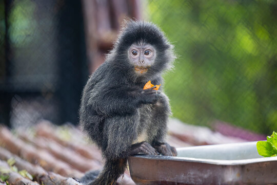 A baby Javan Lutung (Trachypithecus auratus), also called the Ebony Lutung or Javan Langur, eating a carrot.
