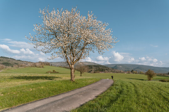 un arbre &agrave; fleurs blanches, une route au milieu de la campagne avec une personne en fond