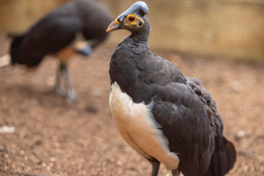 The maleo (Macrocephalon maleo) is a large megapode and is endemic to Sulawesi and the nearby smaller island of Buton in Indonesia.