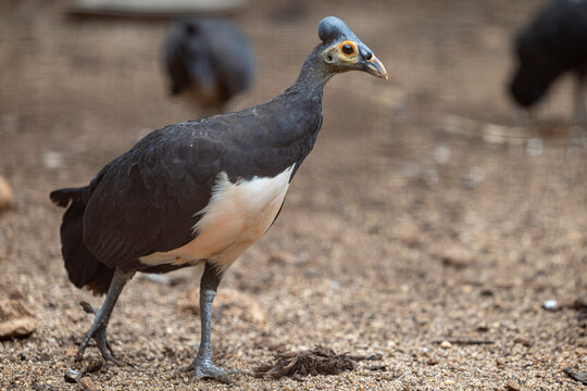 The maleo (Macrocephalon maleo) is a large megapode and is endemic to Sulawesi and the nearby smaller island of Buton in Indonesia.