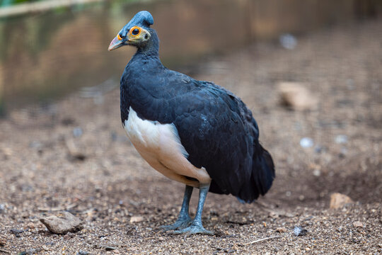 The maleo (Macrocephalon maleo) is a large megapode and is endemic to Sulawesi and the nearby smaller island of Buton in Indonesia.