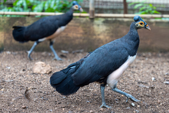 The maleo (Macrocephalon maleo) is a large megapode and is endemic to Sulawesi and the nearby smaller island of Buton in Indonesia.