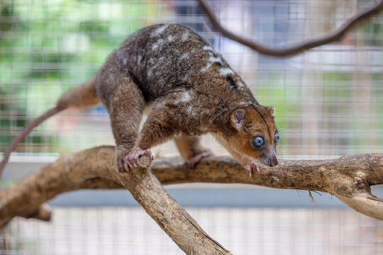 A Blue-eyed Cuscus (Phalanger matabiru) perched on a branch, showing its pale fur and distinctive bright blue eyes.